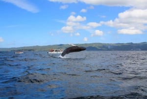 Punta Cana: Cana Cana: Samaná Whale Watching ja El Limón -päiväretki