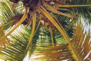 Punta Cana: Samaná Whale Watching and El Limón Day Tour