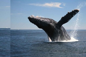 Punta Cana: Samaná Whale Watching and El Limón Day Tour