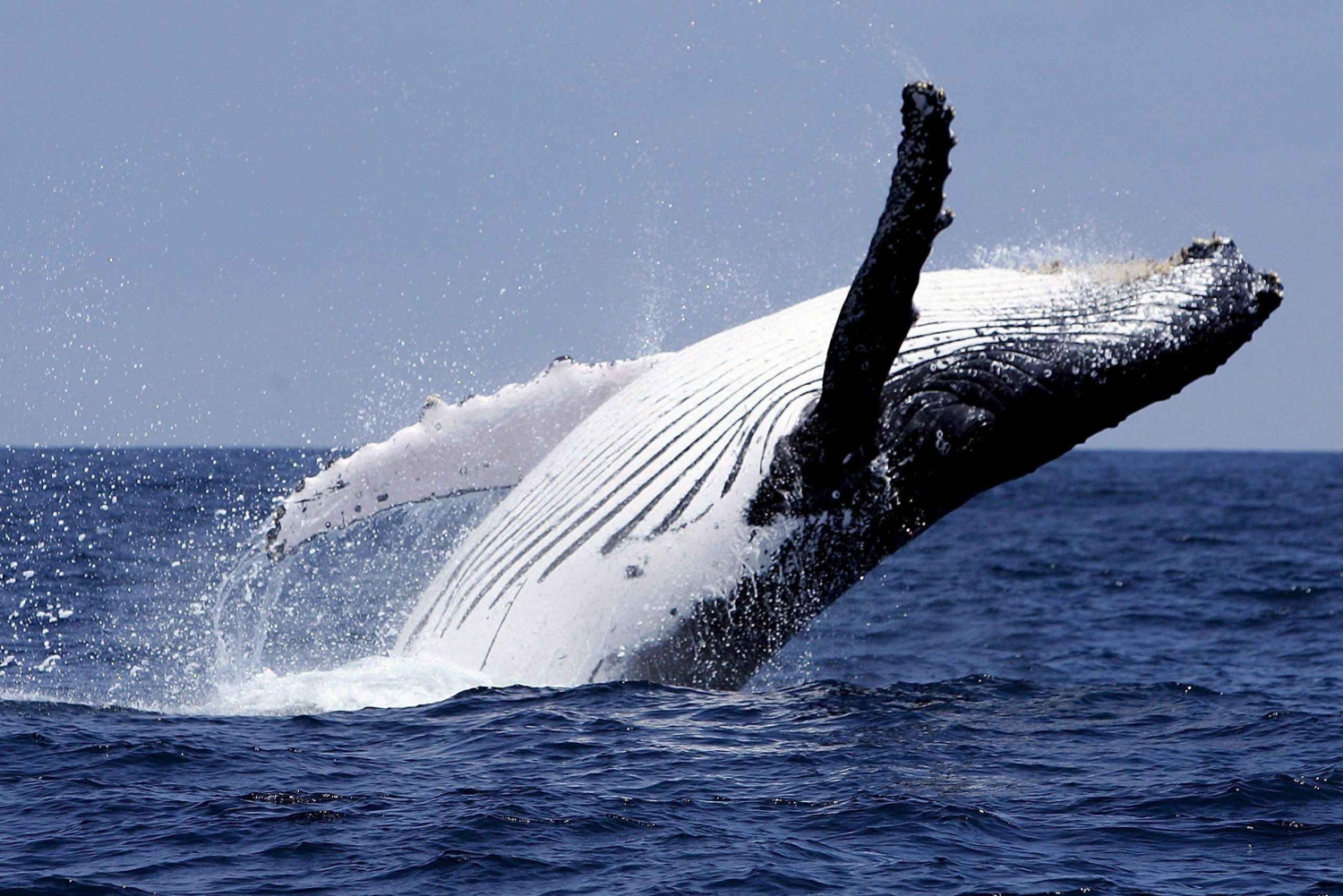 Punta Cana: Samana Whale Watching, Cayo Levantado & Lunch