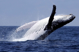 Punta Cana: Samana Whale Watching, Cayo Levantado & Lunch