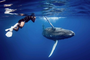 Punta Cana : Croisière observation des baleines à Samana
