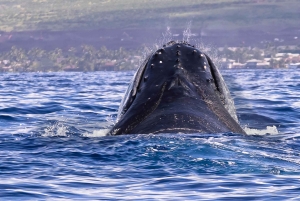 Punta Cana: Samana Whale Watching Cruise