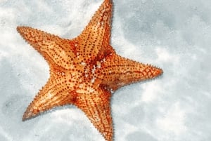 Punta Cana: Saona Crusoe VIP