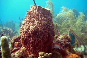 Punta Cana: Catamarán Isla Saona Bebida Recogida del hotel