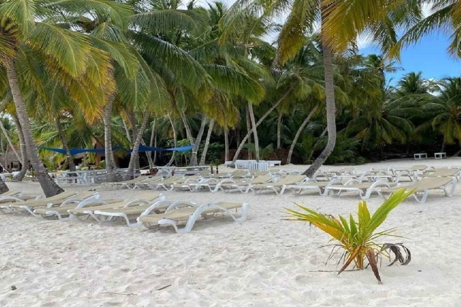 Punta Cana: Dagstur til Saona Island med lunsj og drikke