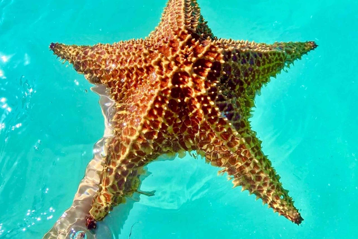 Punta Cana: Saona Island eksklusiv privat strand, åben bar og førsteklasses frokost