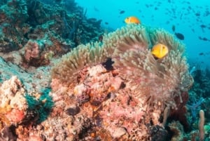 Punta Cana: Scoba Doo: odkryj podwodne cuda