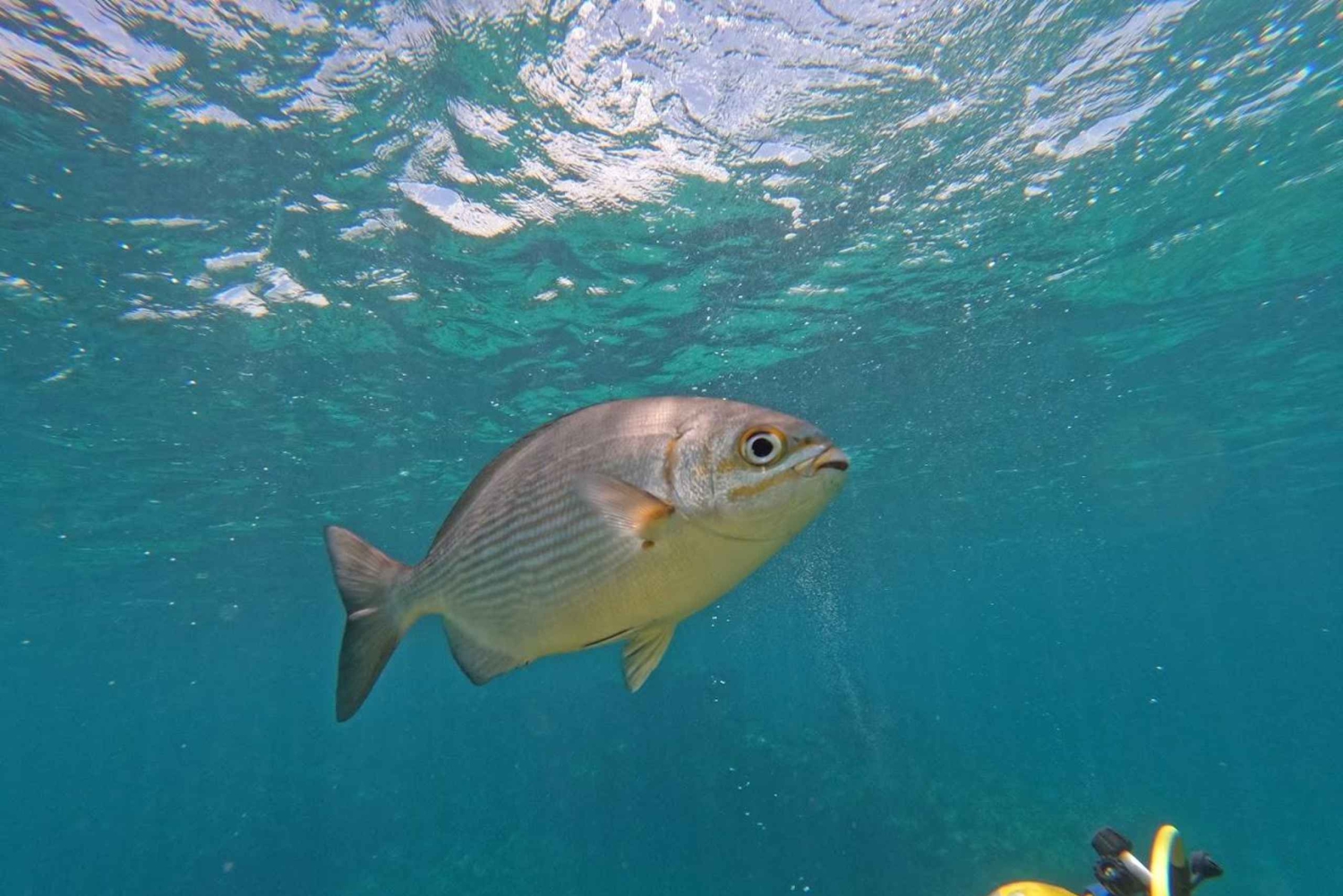 Punta Cana: Avventura subacquea con transfer di andata e ritorno