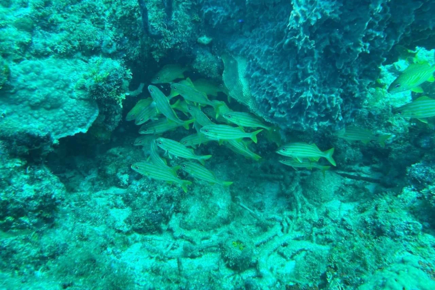 Punta Cana Scuba Doo: Entdecke das Meeresleben auf spielerische Art