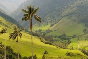 Punta Cana: Tour di degustazione di Higuey, caffè e cacao con pranzo