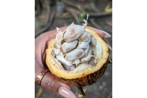 Punta Cana: small group panorámic tour with lunch