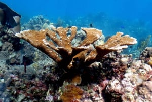 From Punta Cana: Small Group Catalina Island Snorkeling Tour