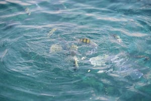Punta Cana: Snorkeling Tour to Catalina Island by Cataraman