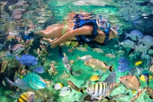 Punta Cana: Speedboat Ride, Snorkeling, & Dolphin Watching