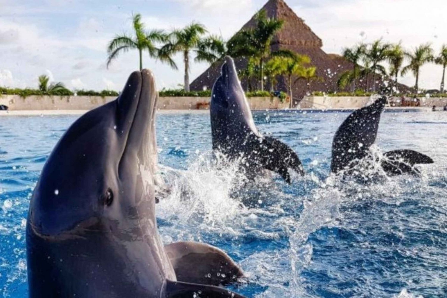 Punta Cana: Swim and interact with dolphins