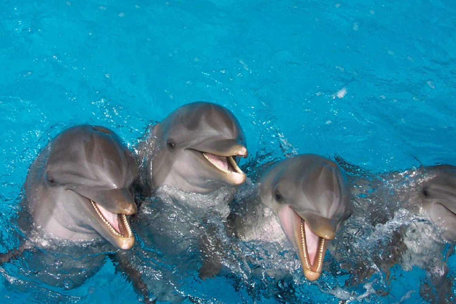 Punta Cana: Swim or Interact with Dolphins in the Sea