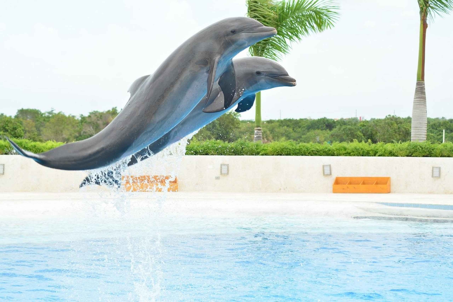 Punta Cana: Swim or Interact with Dolphins in the Sea