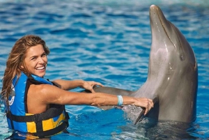 Punta Cana: Swim with Dolphins in the Pool