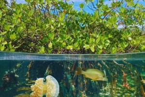 Punta Cana : Croisière sur l'île de la Tortue avec plongée en apnée et déjeuner