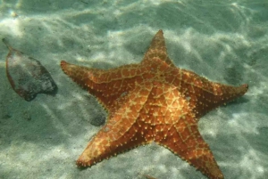 Punta Cana : Croisière sur l'île de la Tortue avec plongée en apnée et déjeuner