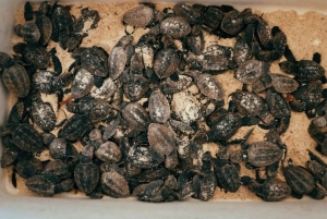 Punta Cana: VIP Private Speedboat Escape to Saona Island