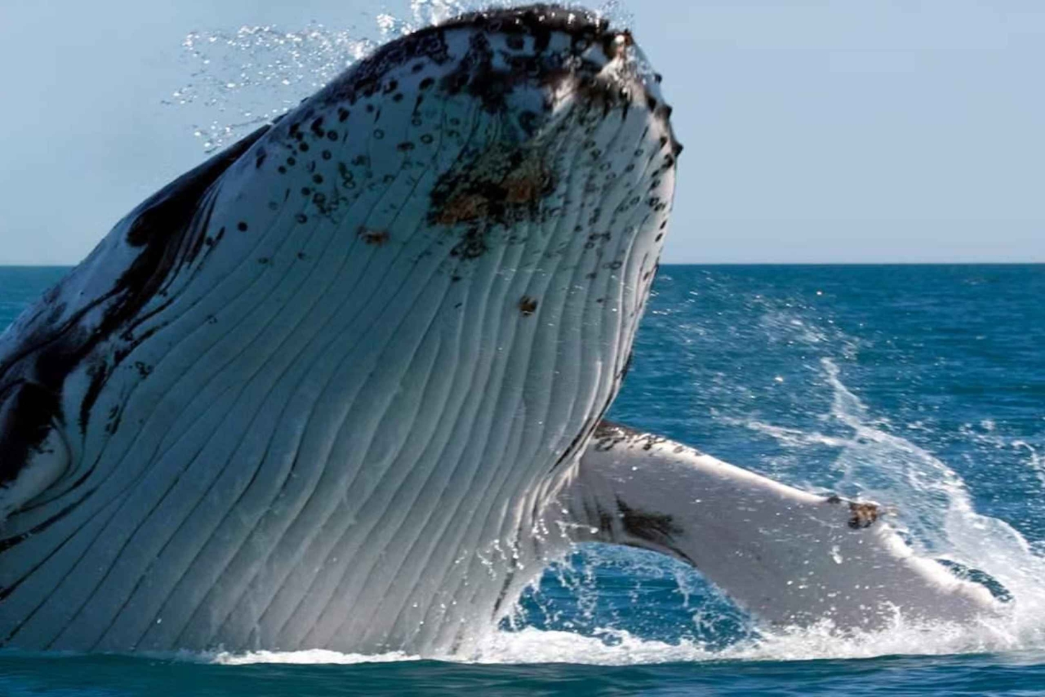 Punta Cana: Whale Watching, Cayo Levantado & Waterfall