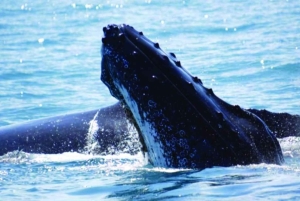 Punta Cana: Whale Watching, Cayo Levantado & Waterfall