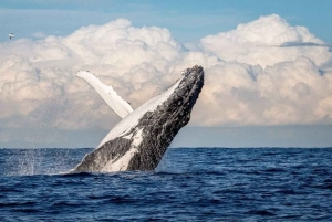 Punta Cana: Whale Watching, Cayo Levantado & Waterfall