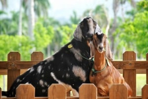 Punta Cana: Xploration Animal Park Bus Tour with Encounters