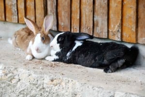 Punta Cana: Xploration Animal Park Bus Tour with Encounters