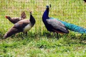 Punta Cana: Xploration Animal Park Bus Tour with Encounters