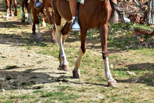 Punta Cana: Zipline, Horseback Riding, and Buggy Combo