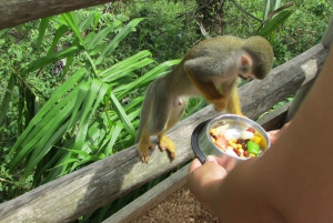 Punta Cana: Aventuras en Tirolinas y Entrada a Monkeyland