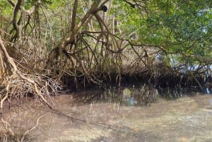 Rio San Juan Guia de 6 horas Gri-Gri Lagoon - Mangove Tour