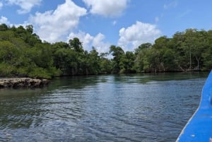 Rio San Juan Guia de 6 horas Gri-Gri Lagoon - Mangove Tour