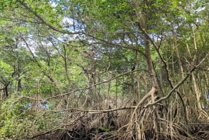 Rio San Juan Guia de 6 horas Gri-Gri Lagoon - Mangove Tour