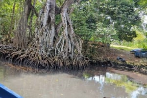 Rio San Juan Guia de 6 horas Gri-Gri Lagoon - Mangove Tour