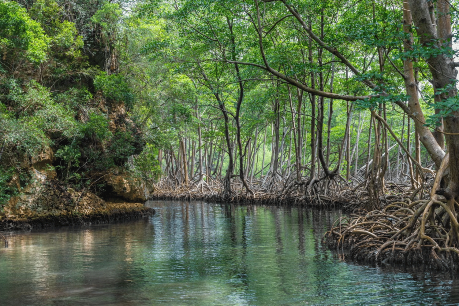 Sabana de la Mar: Excursión de un día al Parque Nacional de Los Haitises Gratis