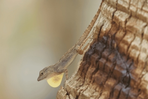 Sabana de la Mar: Privat Los Haitises fottur og kajakk