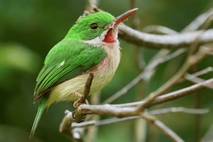 Sabana de la Mar: Privat Los Haitises fottur og kajakk