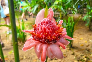 Sabana de la Mar: Yanigua Waterfalls Tour with Lunch