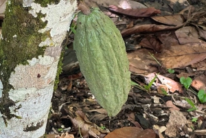 Sabana de la Mar: Yanigua Waterfalls Tour with Lunch