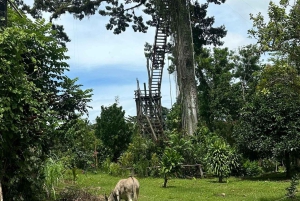 Sabana de la Mar: Yanigua Waterfalls Tour with Lunch