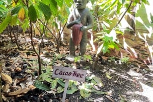 Sabor Dominicano: From Roots to Riches Flavors Tour
