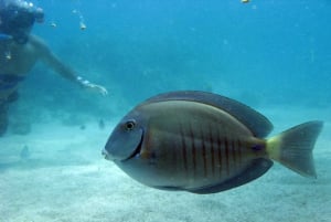 セーリング・スプラッシュツアースピードボート、シュノーケリング、カタマラン