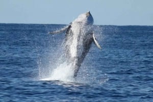 Punta Cana: Cana Cana: Samaná Whale Watching ja El Limón -päiväretki