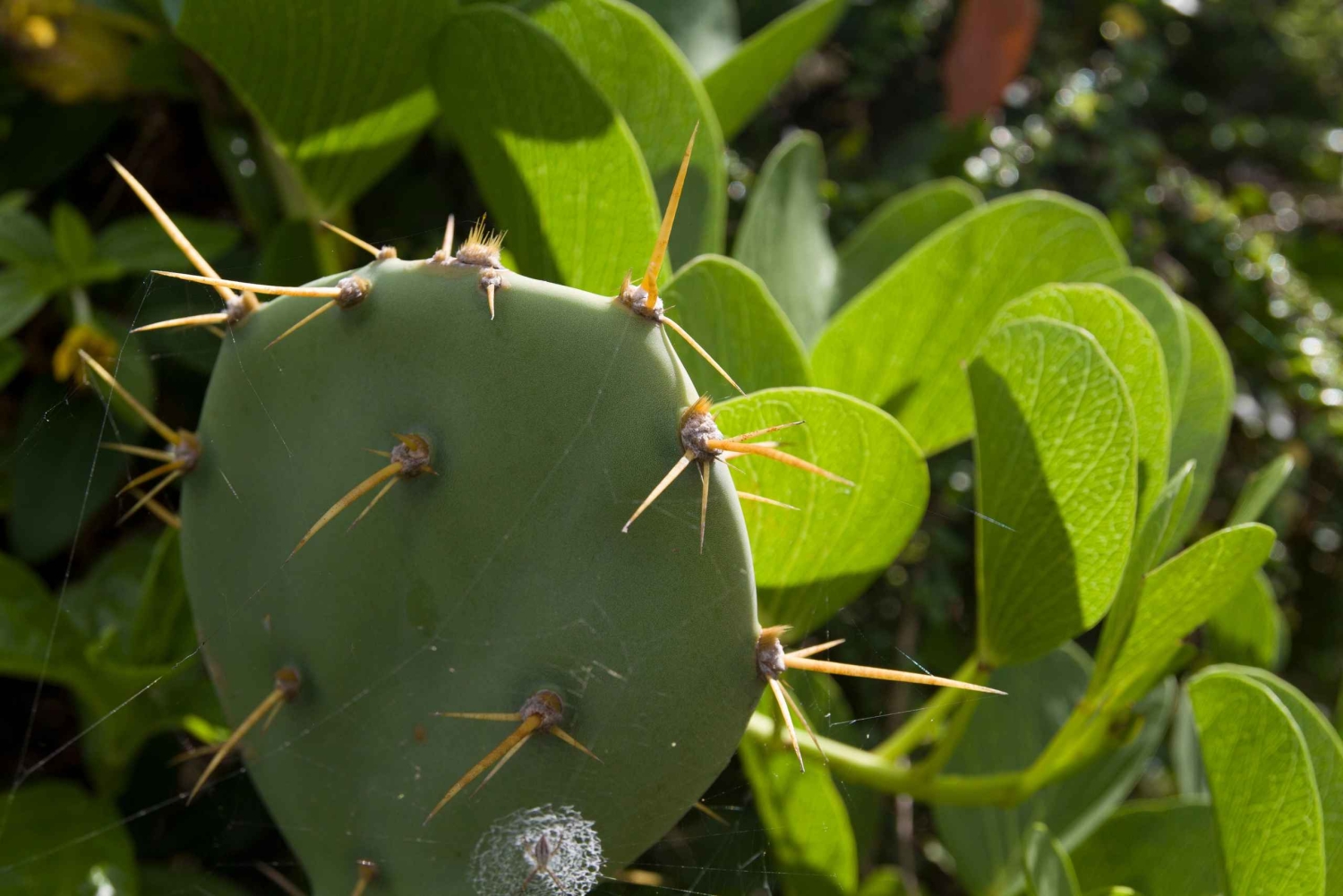 Samana Bay: Cayo Levantado Snorkeling i kajakarstwo
