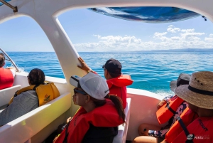 Samaná Bay Eco Whale Watching + Cayo Levantado & El Limón