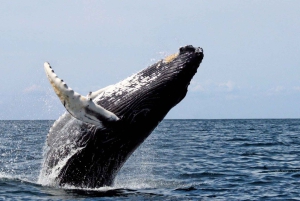 Samaná Bay Eco Whale Watching + Cayo Levantado & El Limón